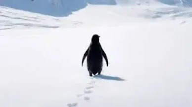 2007'den bugüne: “Nihilist Penguen” neden hâlâ aramızda?