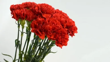 Bizde bilirdik sevgiliye karanfil almasını