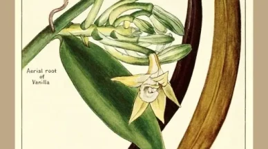 Küçük bir köle ile gelen koku