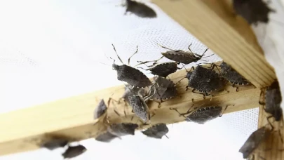 İstanbul'u kokarcalar sardı! Tarım ve Orman İl Müdürlüğü alarma geçti!