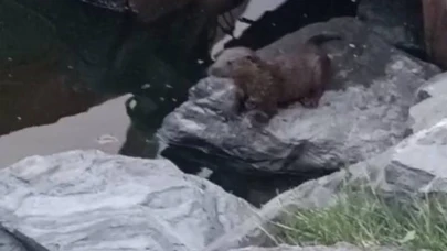 Küçükçekmece'de su samuru görüntülendi