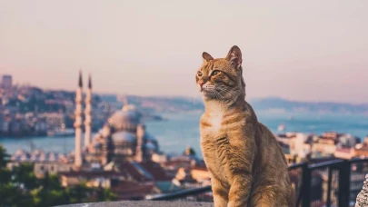 Vali Gül İstanbullulara çağrı:  "Kedilere mama vermeyin! Kediler fare yakalamıyor!"