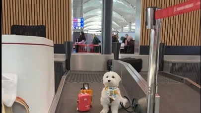 Dünyanın en çok gezen köpeği Tofu İstanbul'da