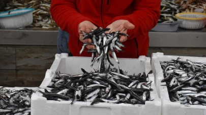 Gürpınar Balık Hali'nde hamsi bolluğu