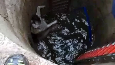 Çatalca'da Garip böyle kurtarıldı