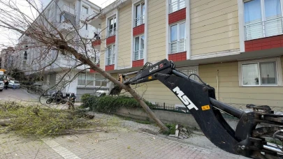 İstanbul'da korkutan böcek! Ağaçlar kökünden söküldü!