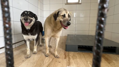 Avcılar'da köpekler kurtarıldı