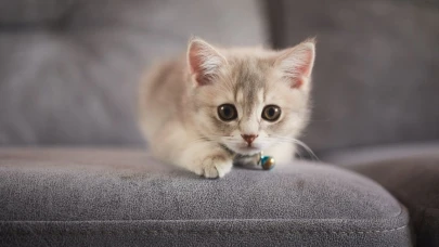 Kediler ömür uzatıyor