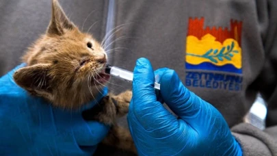 Zeytinburnu'nda bin 231 kedi kısırlaştırıldı