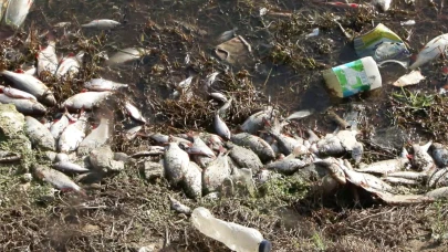 Arnavutköy'de balıkları  öldürdüler!