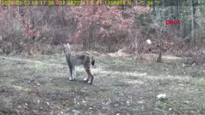 Karabük’te yaban hayatı fotokapanla görüntülendi