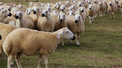 Hayvancılıkta umut kalmadı