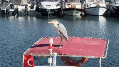 Avcılar'ın Yaren'i Cabbar