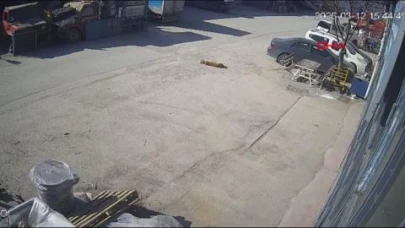 Bir otomobil sürücüsü, yerde yatan köpeği ezdi