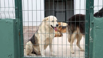 Patili dostlara yuva Çekmeköy