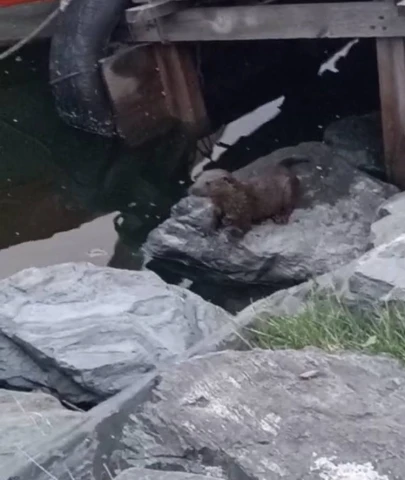 Küçükçekmece'de su samuru görüntülendi