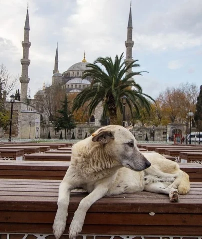 İstanbul'da sokak köpeklerini beslemek yasaklandı!