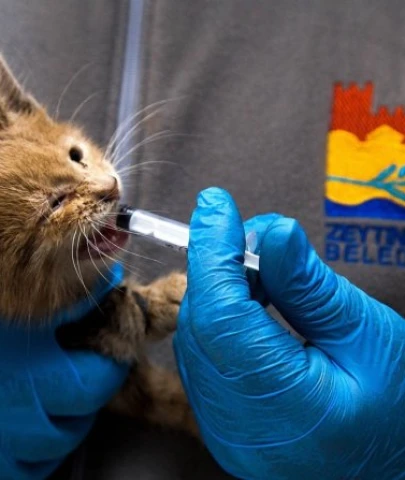 Zeytinburnu'nda bin 231 kedi kısırlaştırıldı