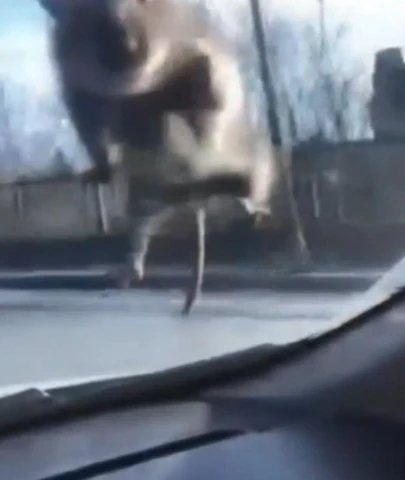 Başakşehir'de yolda ilerleyen araca fare atladı; sürücü polis çevirmesine girince kaçtı