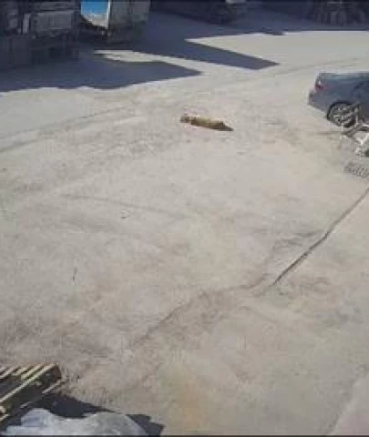 Bir otomobil sürücüsü, yerde yatan köpeği ezdi