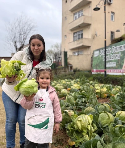 Fatih halkı lahana hasat etti