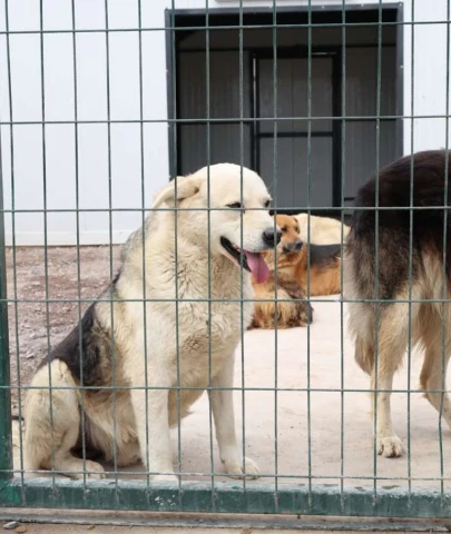 Patili dostlara yuva Çekmeköy