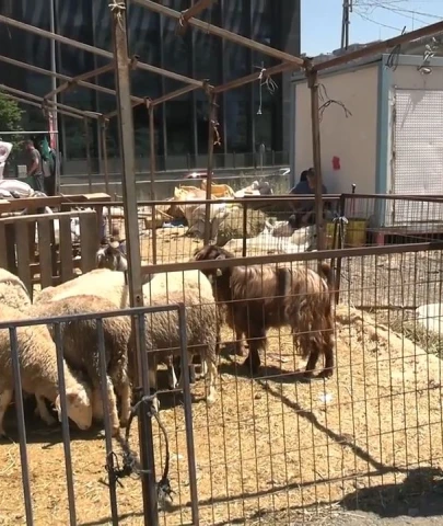Kurbanlıklar elde kaldı!