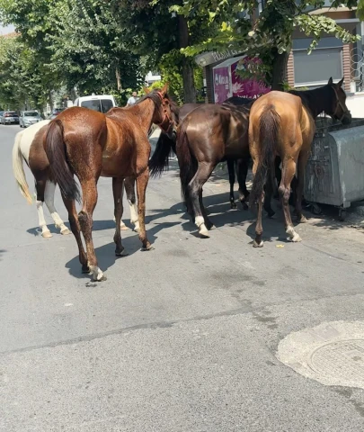 Avcılar'da her yerde at var!