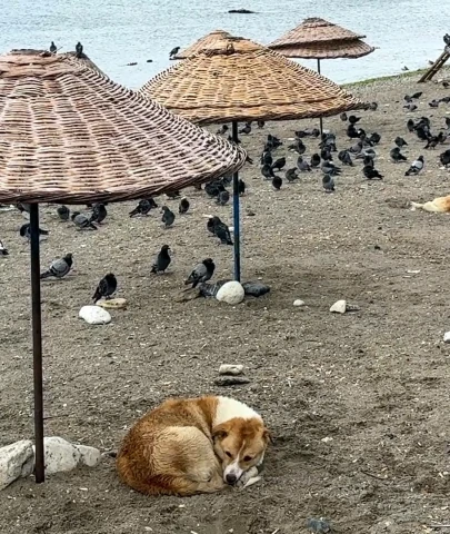 Avcılar’da havalar serinledi, sahil güvercinlere kaldı