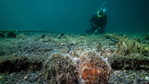 Marmara Denizi'ni pinalar temizliyor