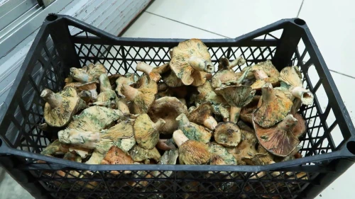 İstanbul'da bir ayda 60 kişi mantardan zehirlendi!