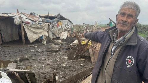 Avcılar'da hayvanlar  telef oldu!