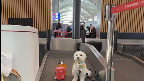 Dünyanın en çok gezen köpeği Tofu İstanbul'da