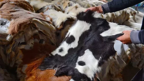 Kurban Bayramı'nda derilerinize sahip çıkın!