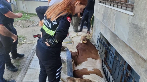 Boğa pencere boşluğuna düştü!
