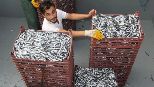 Karadeniz Bölgesi'nden 6 ayda su ürünleri ihracatı 167 milyon doları aştı