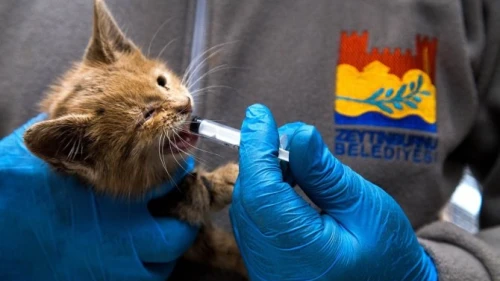 Zeytinburnu'nda bin 231 kedi kısırlaştırıldı