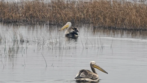 Yaralı bulunan 2 pelikan, bakımının ardından doğaya salındı
