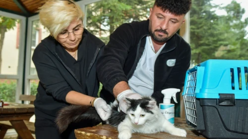 Esenyurt'ta kedi köpek sahipsiz!