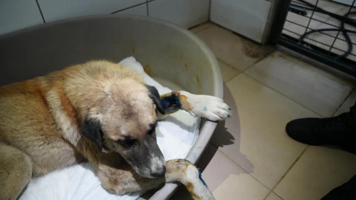 Köpeğin üzerinden otomobiliyle geçip, sürükleyen sürücüye adli kontrol