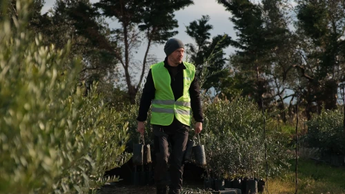 Hedef 1 milyon zeytin fidanı