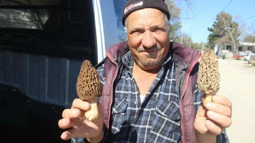 Dağ köylerinde kuzugöbeği mantarı gelir kapısı oldu