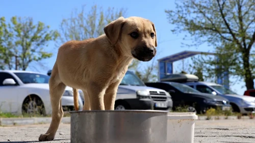 Köpekleri toplatmak Anayasa'ya aykırı