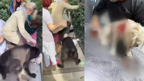 Banu Parlak’ın komşusunun köpeği Leo'nun ölümüne ilişkin davada ilk duruşma