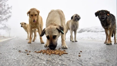 Hayvanların hepsini öldürelim mi?