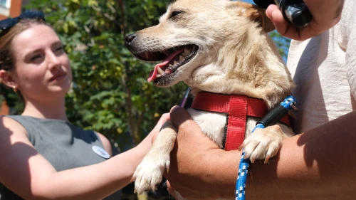 Büyükçekmece Belediyesi'nden Renkli Köpek Festivali: Sahiplen, mutlu et!