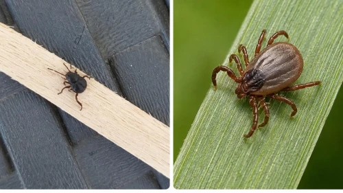 Bakırköy'de  kene paniği