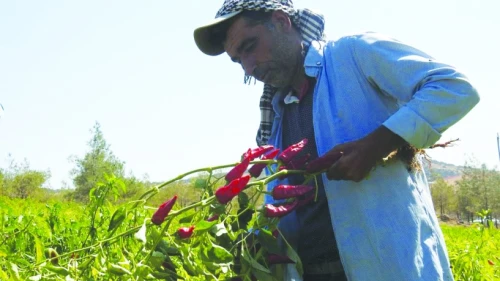 Tarımda üretici enflasyonu yükseldi
