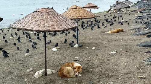 Avcılar’da havalar serinledi, sahil güvercinlere kaldı