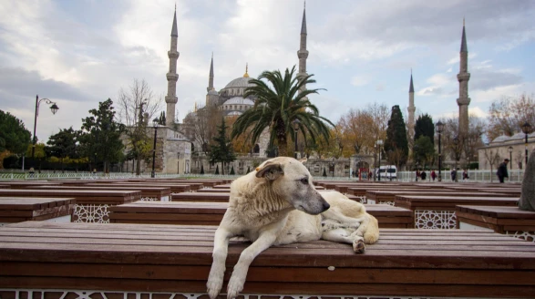 Bütün köpekleri toplayın!